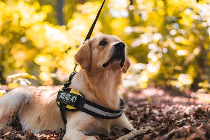 golden retriever in harness