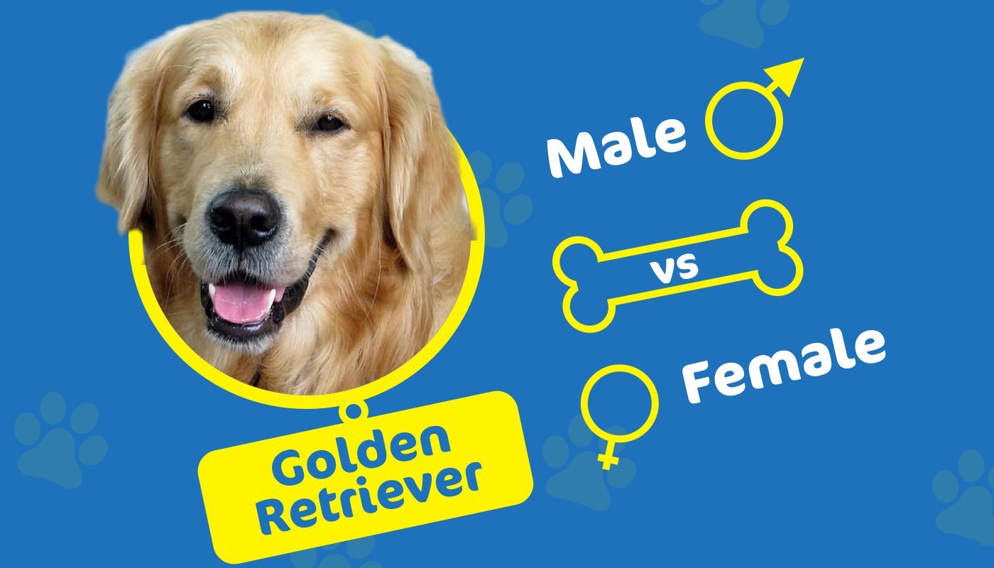 golden retriever male vs female