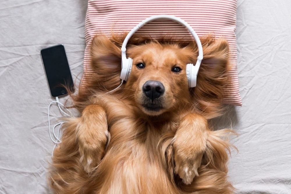 golden retriever music headphones