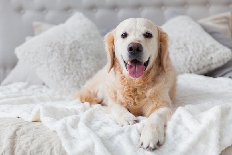 golden retriever on bed