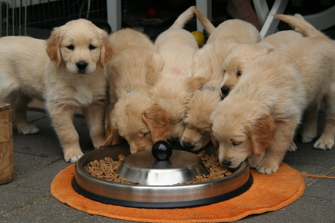 Golden Retriever puppies eating food