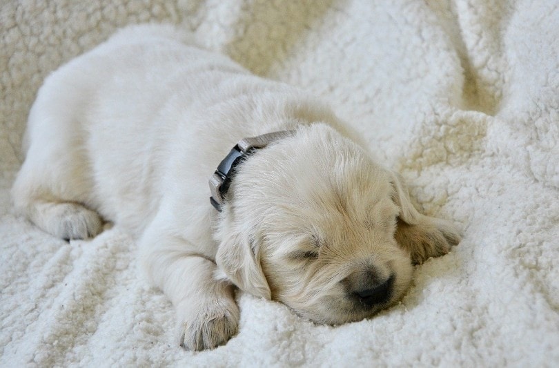 golden retriever puppy sleeping