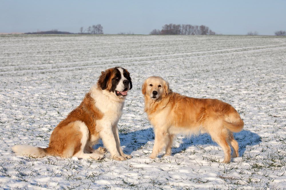 Metafor For en dagstur dedikation Golden Saint Dog (Golden Retriever & Saint Bernard Mix): Info, Pictures,  Characteristics & Facts | Hepper