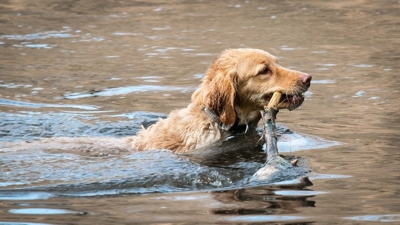 golden retriever swimming in a lake