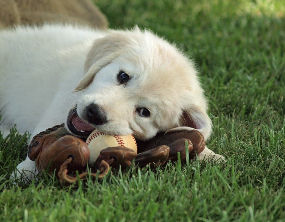 Baseball shop dog names