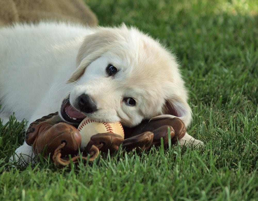 golden retriever with baseball and mitt