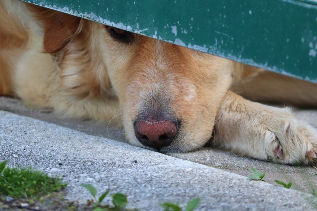 golden retriever with faded nose