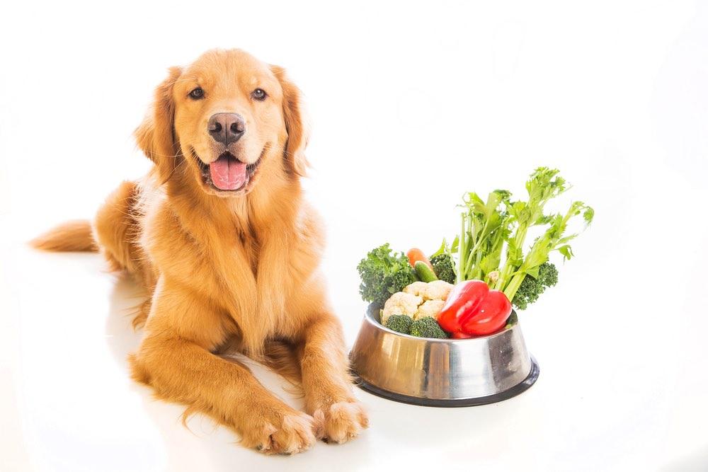 golden retriever with bowl of vegetables