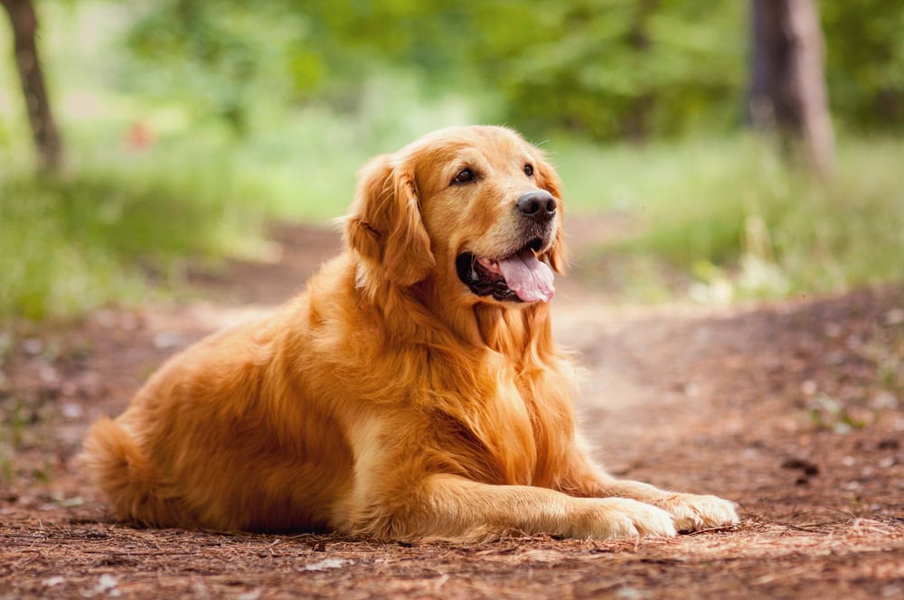 get well soon golden retriever