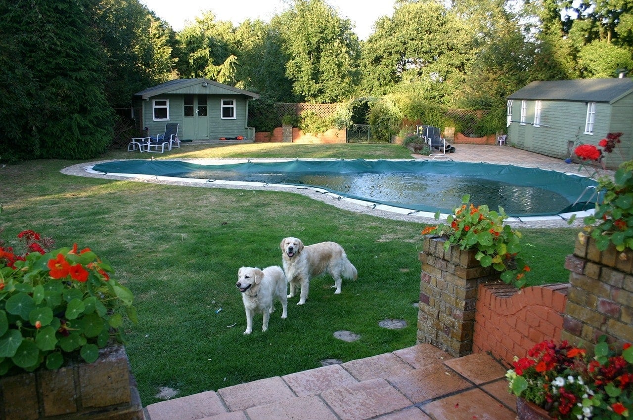 golden retrievers near the pool