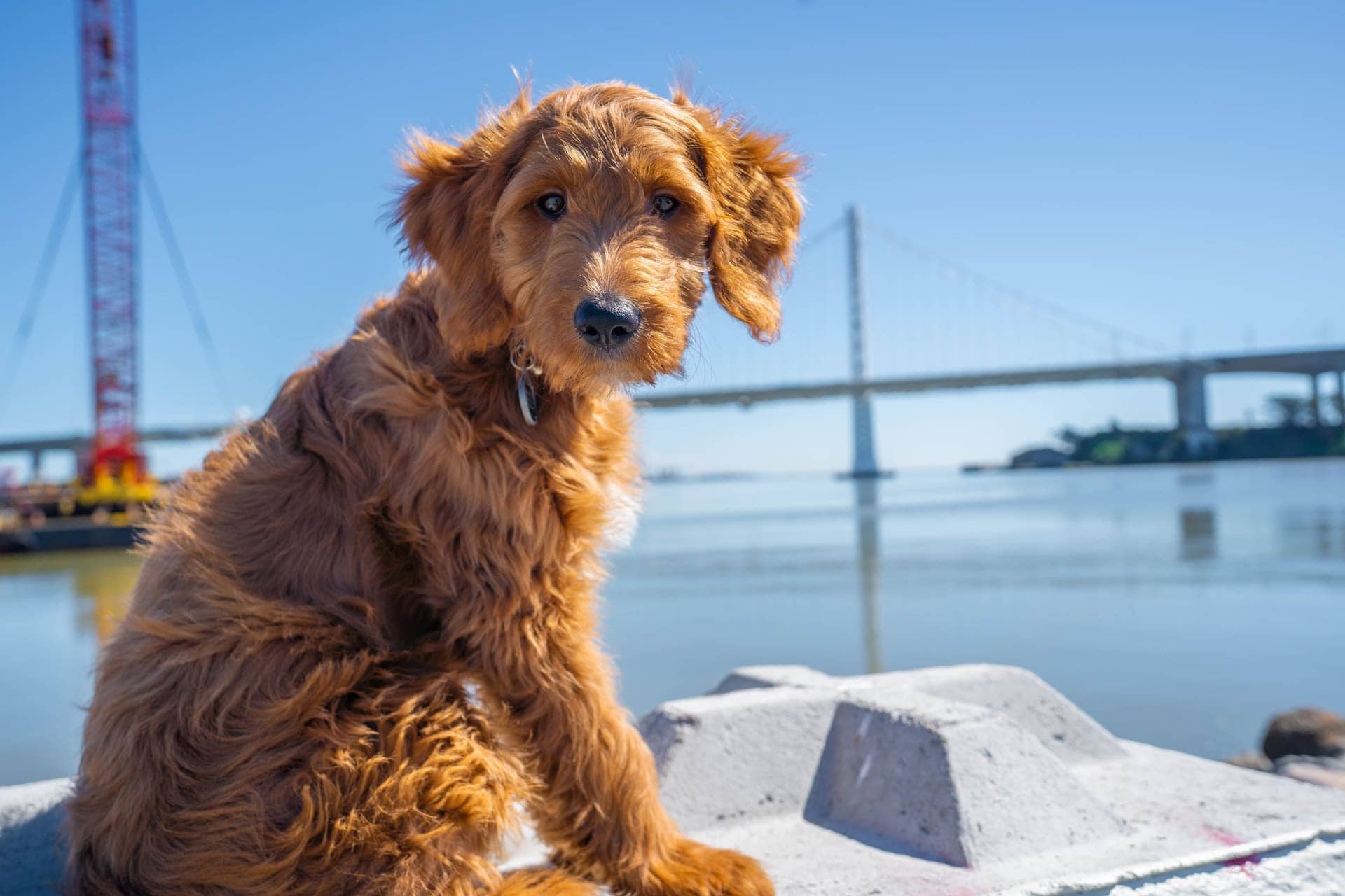best shampoo goldendoodle