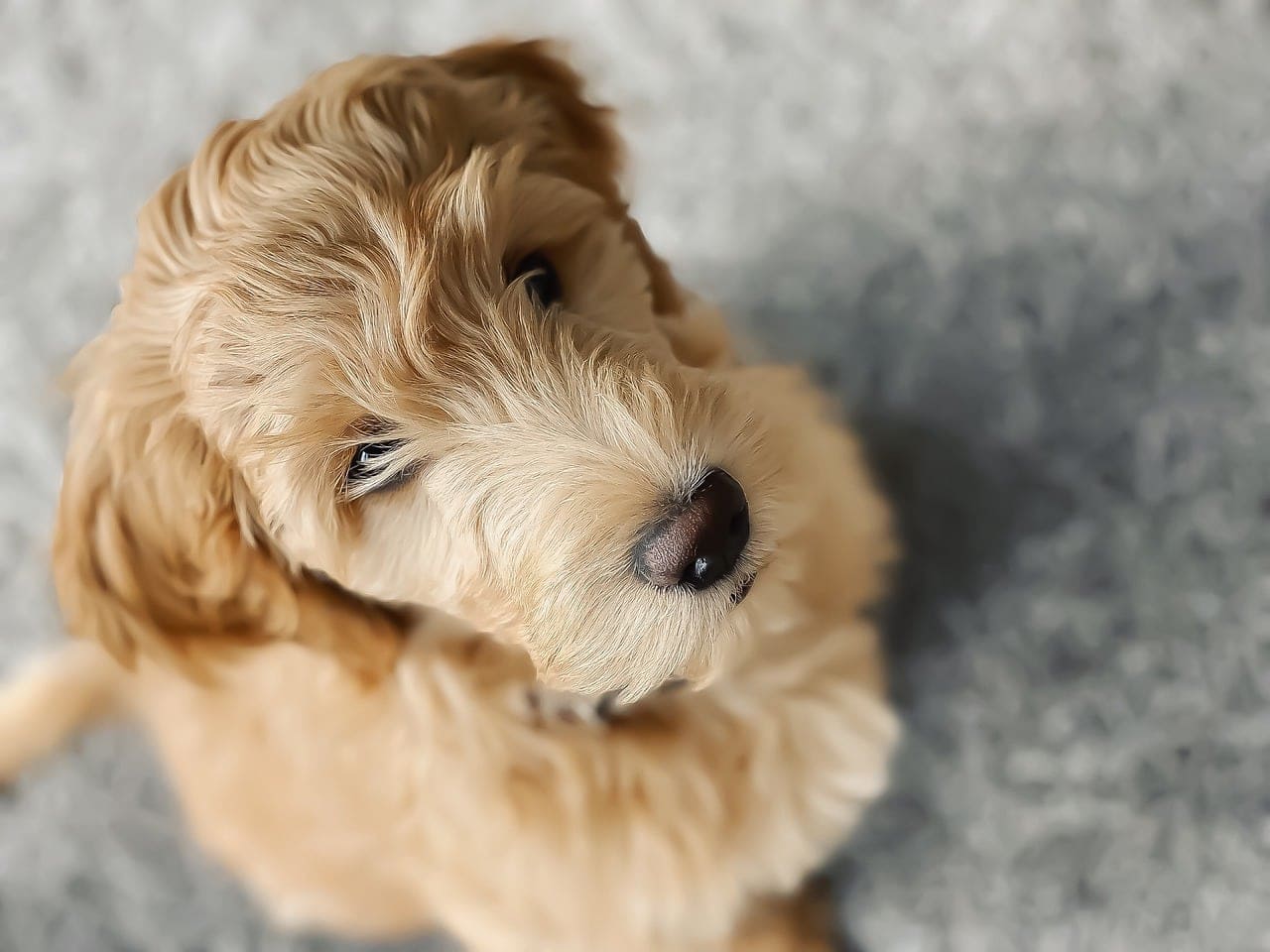 goldendoodle looking