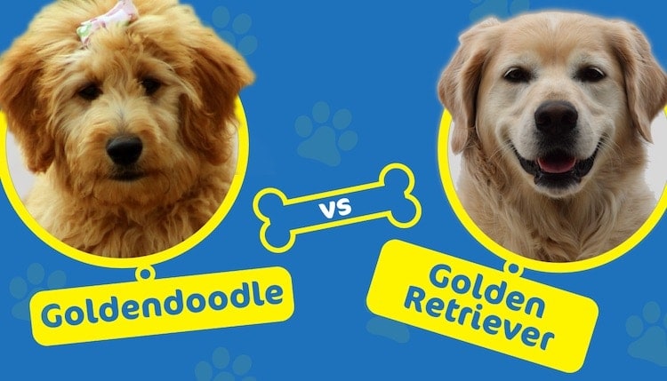 goldendoodle vs golden retriever header