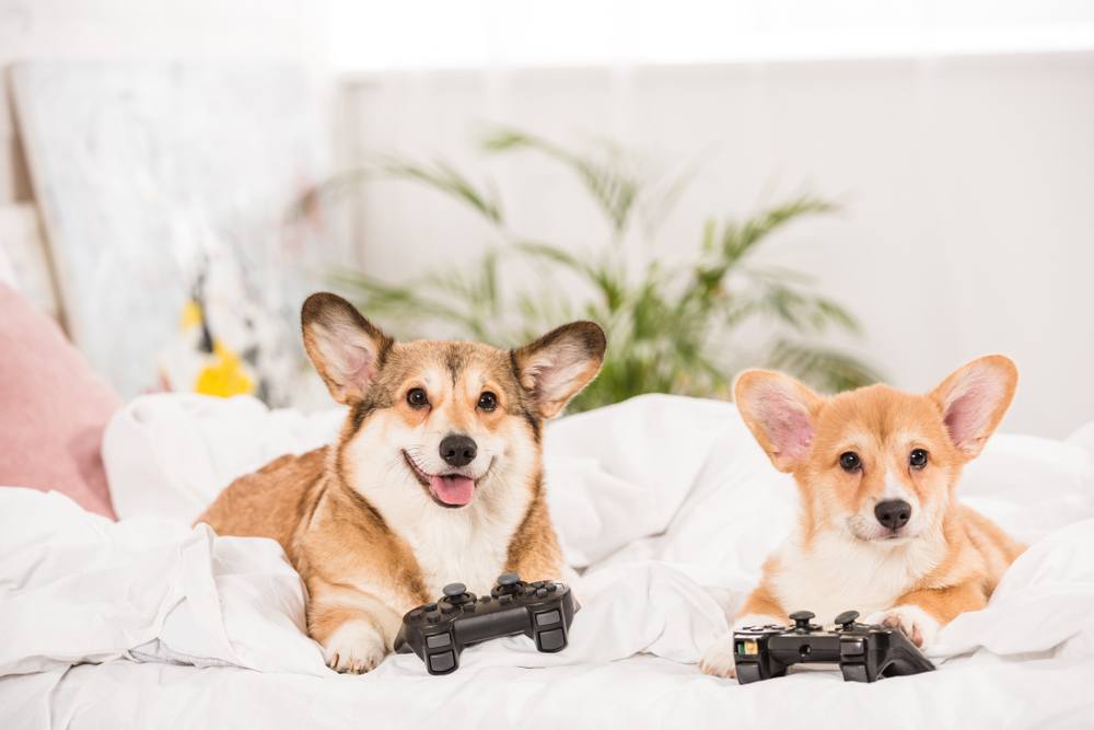 two corgis gaming