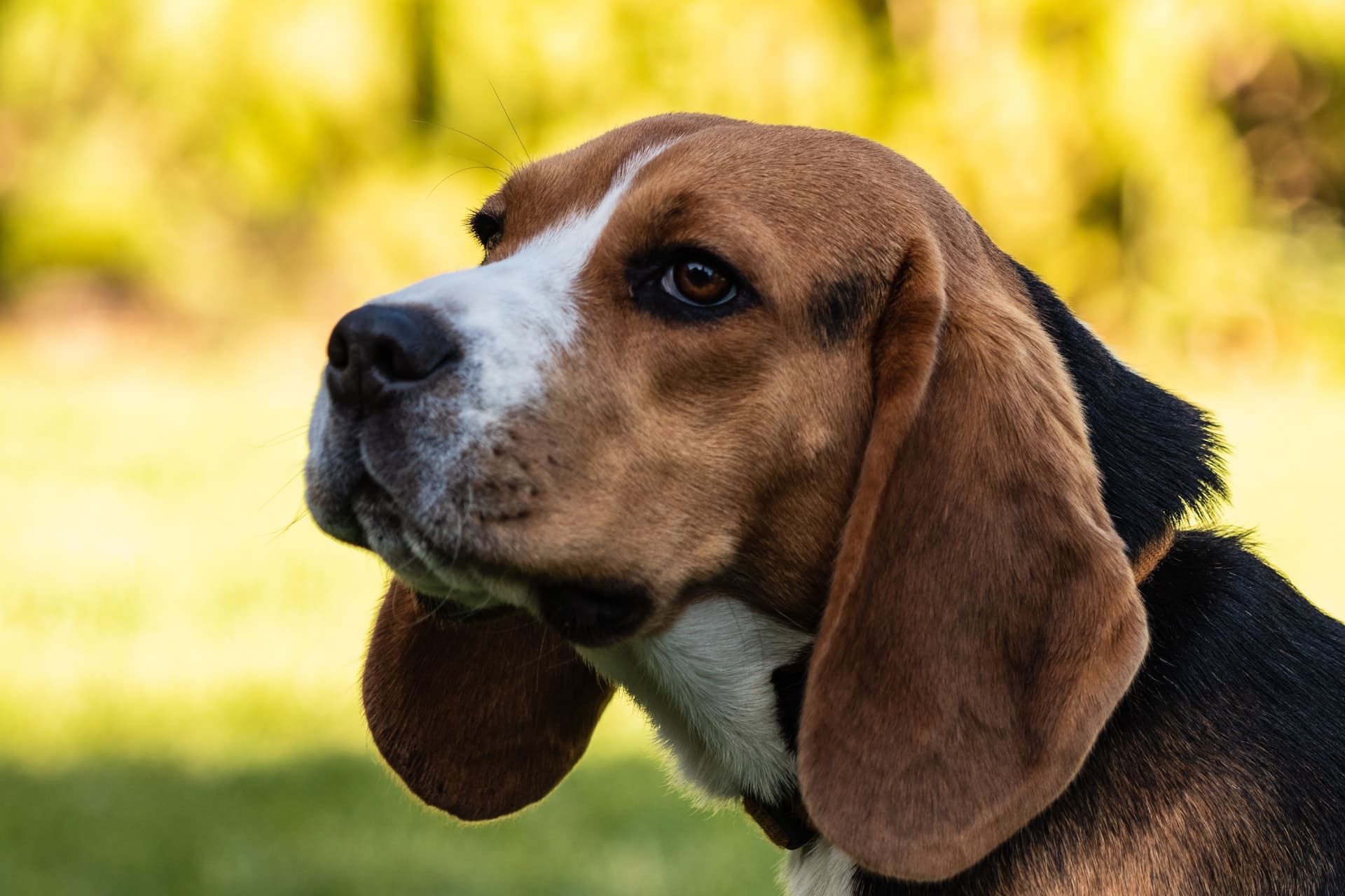 close up beagle