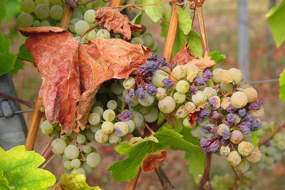 grapes and raisins in the vine