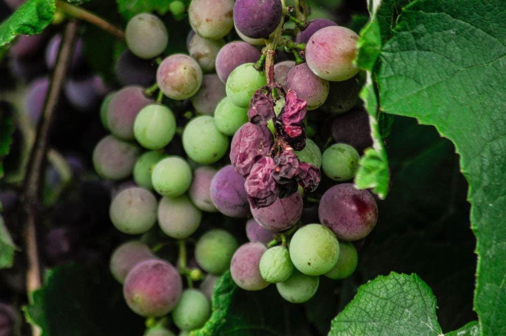 Are purple grapes deals bad for dogs