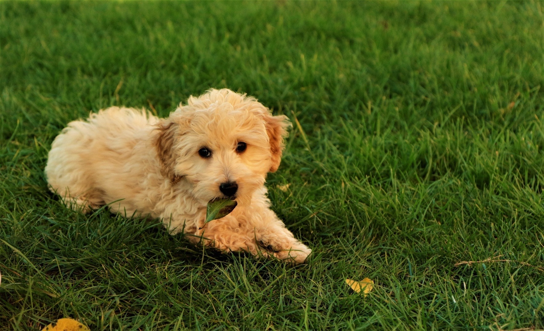 Miniature Goldendoodle (Golden Retriever & Info, Pictures, Characteristics & Facts | Hepper