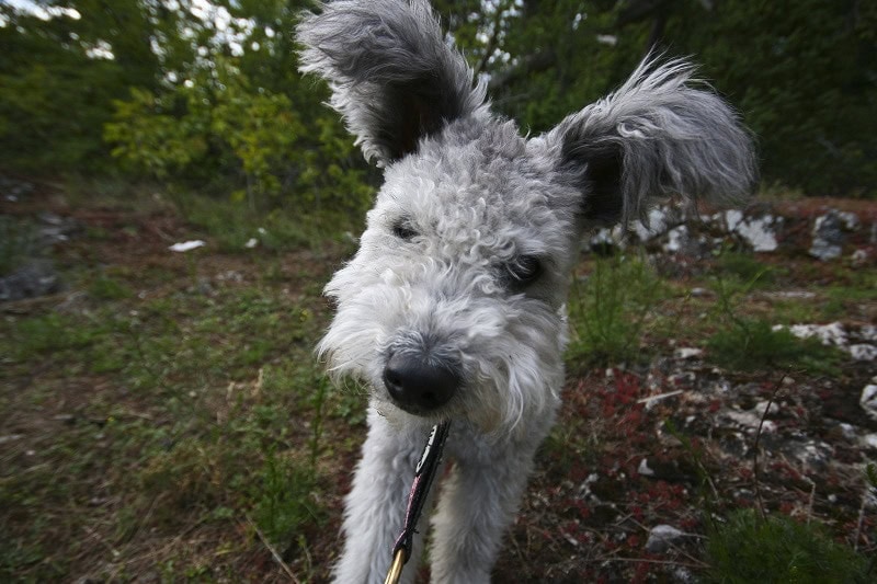 gray pumi