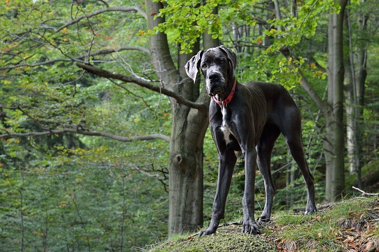 Grey And White Dog Breeds