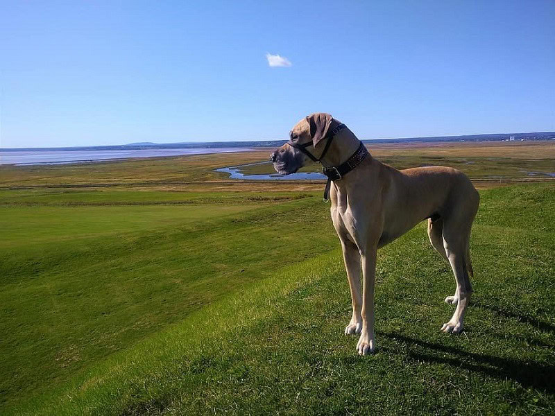 great dane