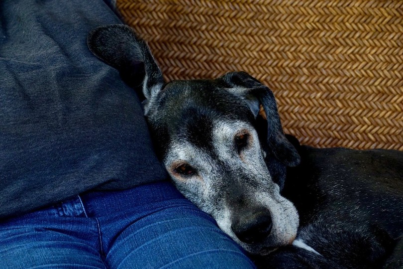 great dane being clingy