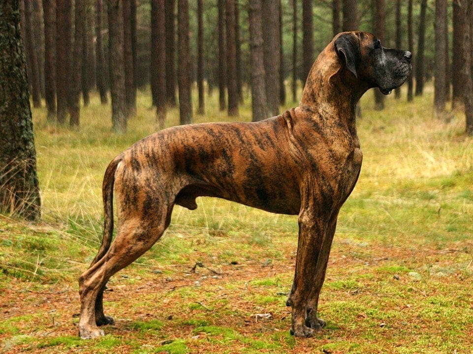 great dane brindle