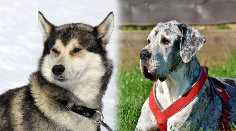 great dane husky