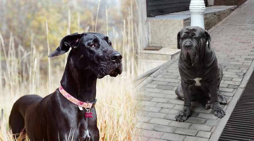 great dane mastiff