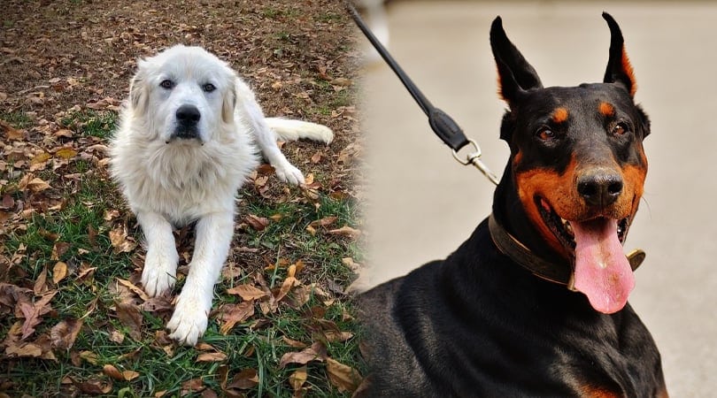 great dobernese