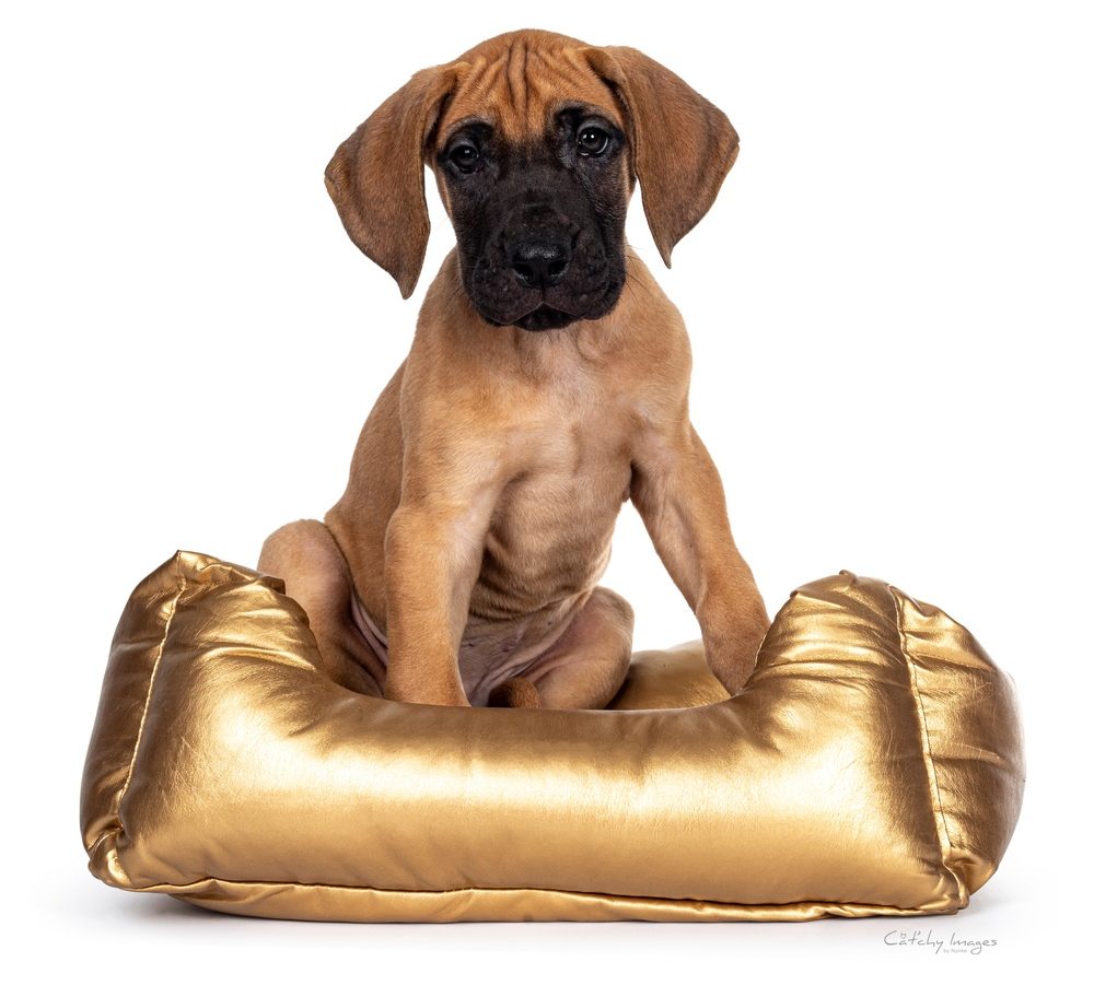 Great Golden Dane puppy