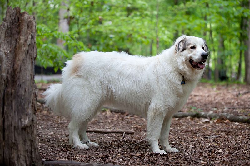 great pyrenees