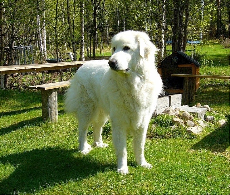 Great pyrenees best sale allergies