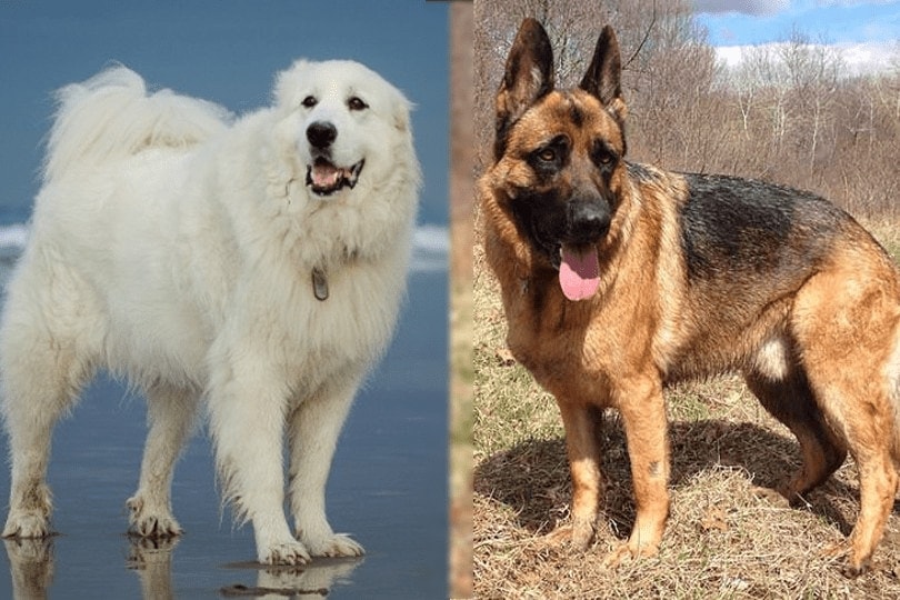 great pyrenees and german shepherd