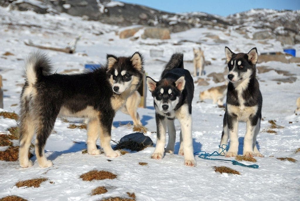 greenland dogs