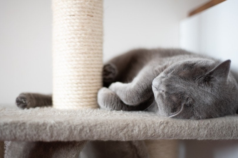 grey cat sleeping on cat tree with scratching post