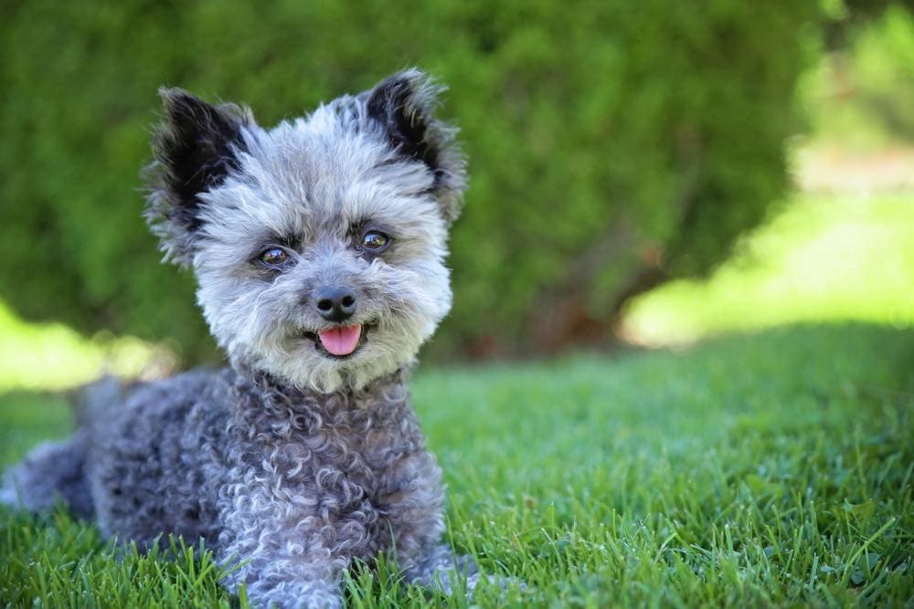 grey chi-poo chihuahua poodle