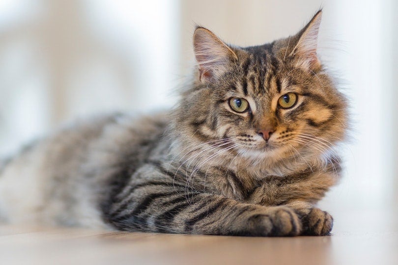 grey tabby cat lying on white surface