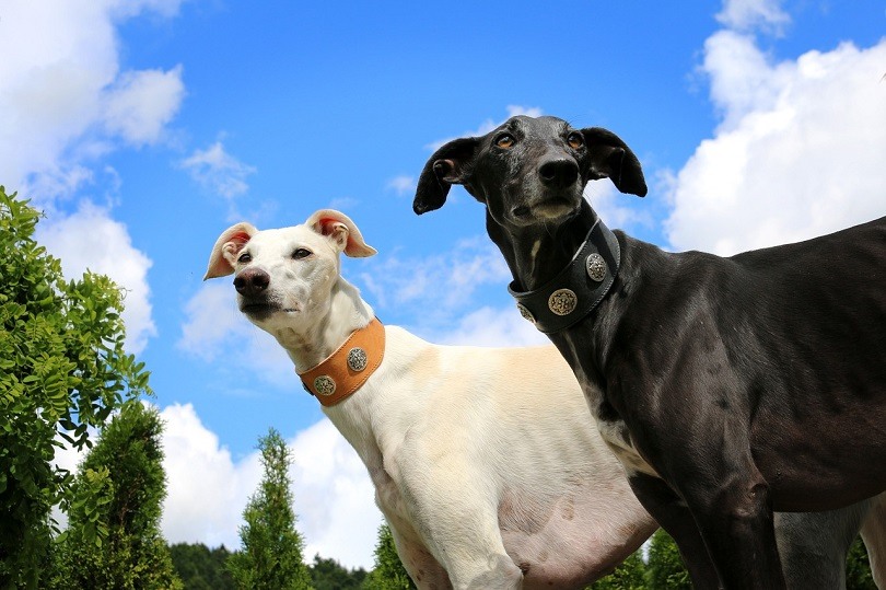11 Dogs That Are Similar to Greyhounds (With Pictures) Hepper