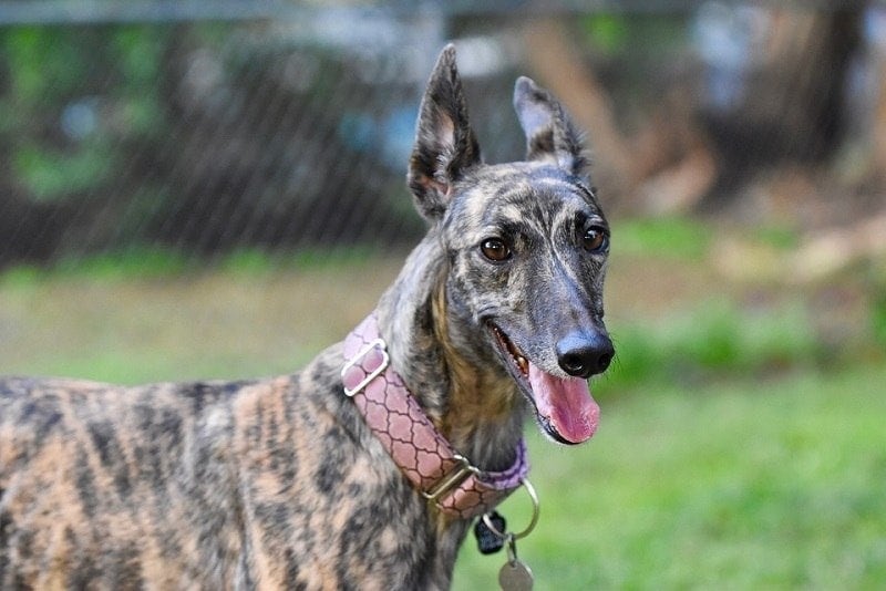 Kinds shop of greyhounds
