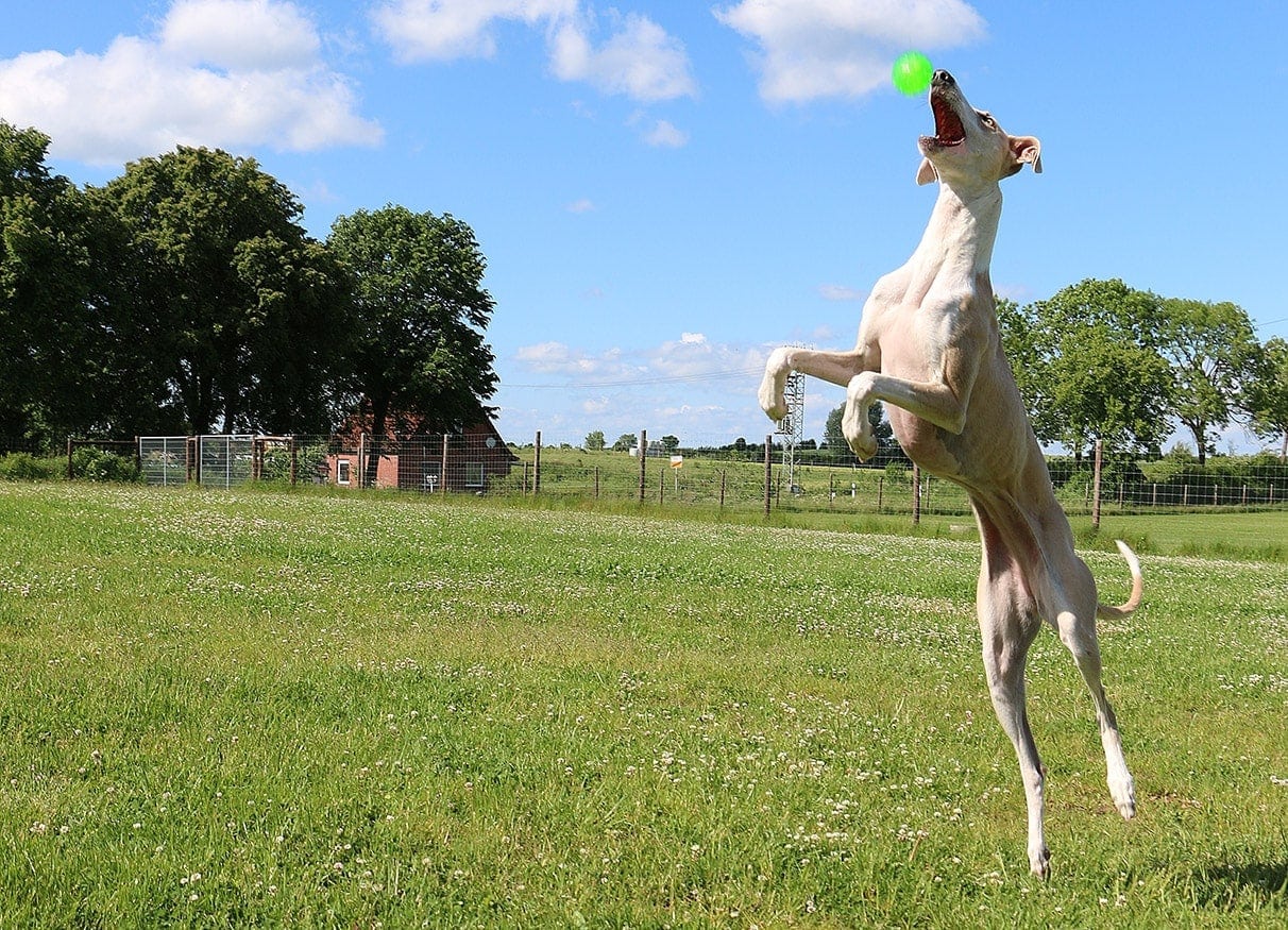 greyhound jump