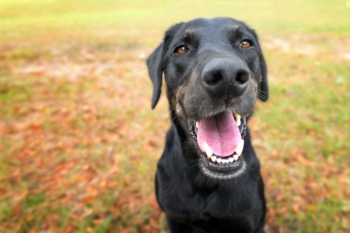 greyhound labrador 