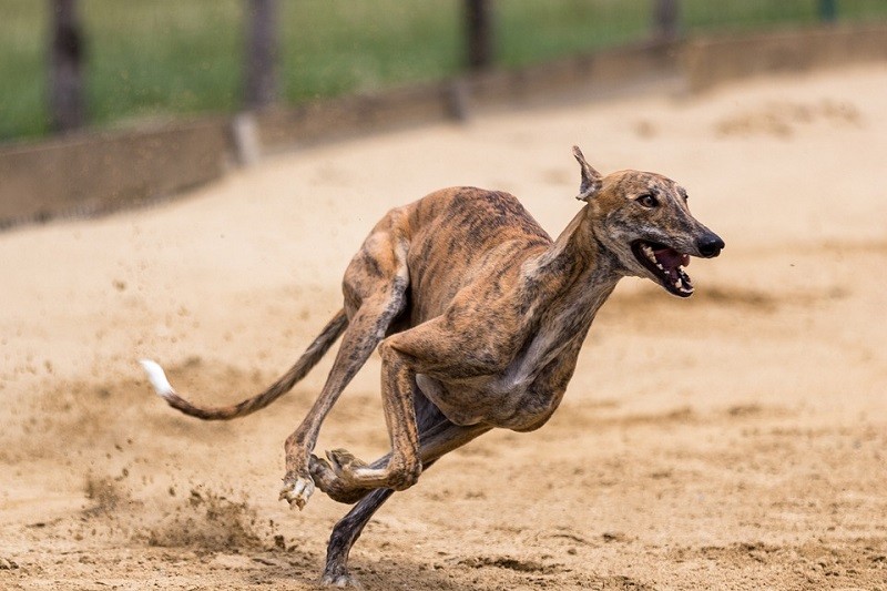 Top 10 Fastest Dog Breeds World (With |