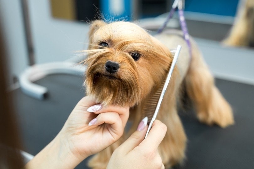 how much does a dog groomer earn a year