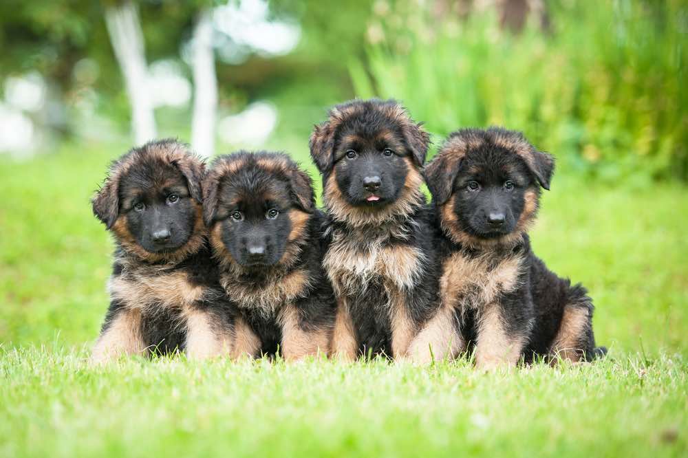 group of German Shepherd puppies