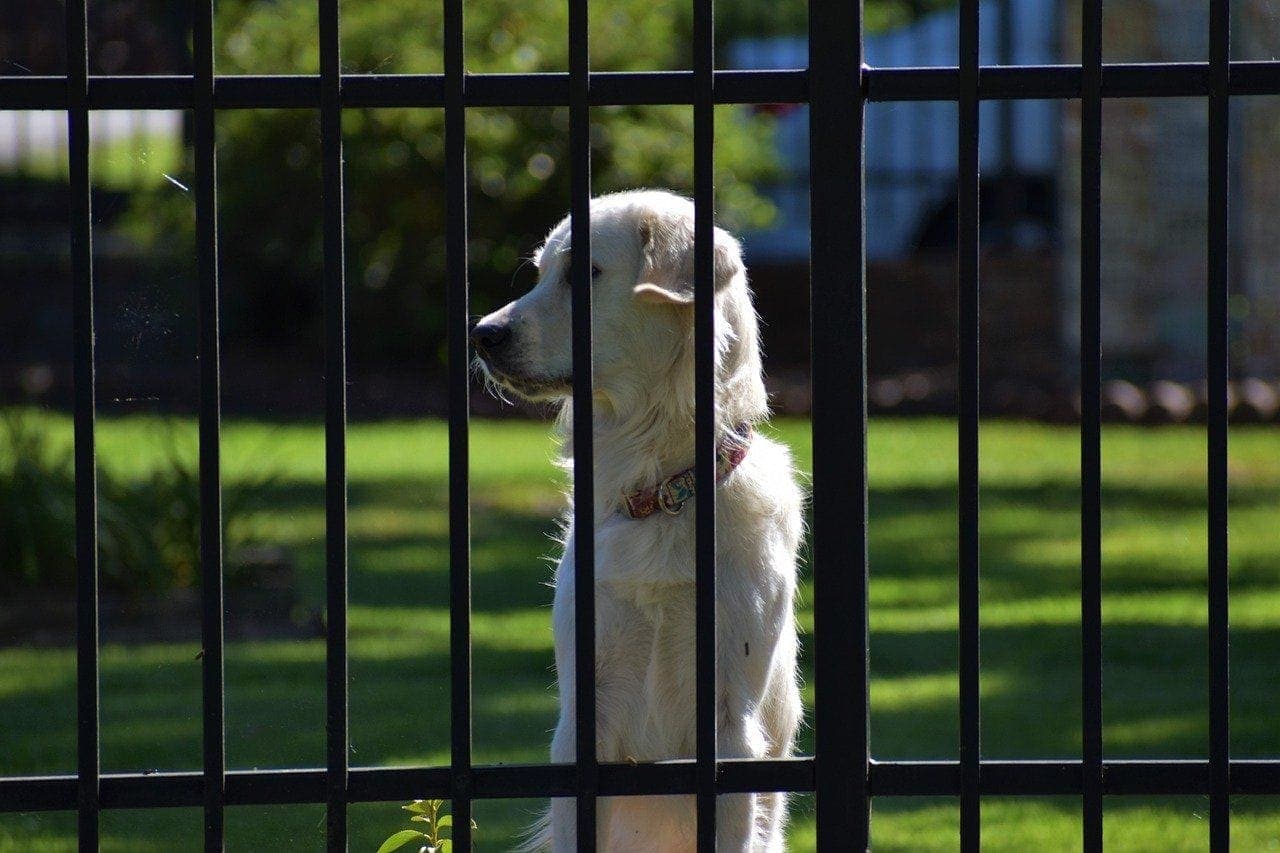 guard-dog