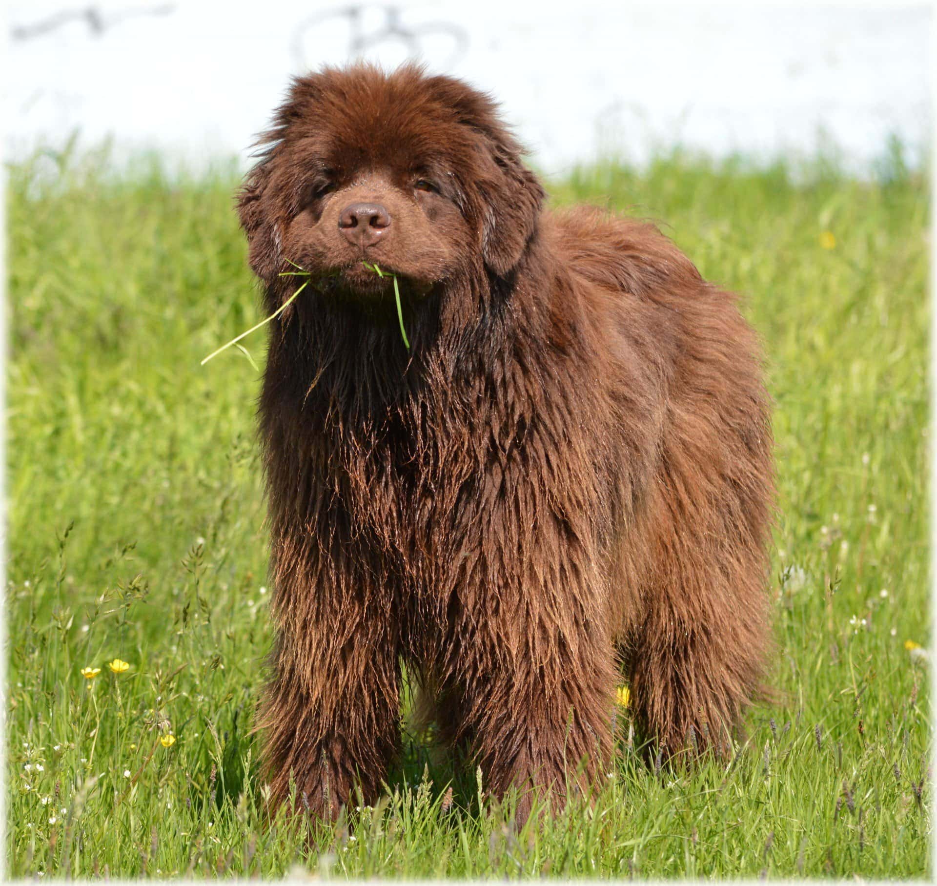 medium fluffy dog breeds