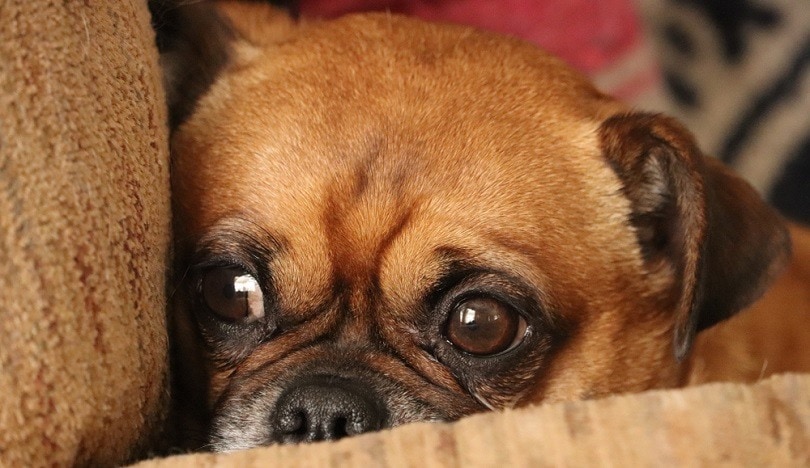 Half pug shop half terrier