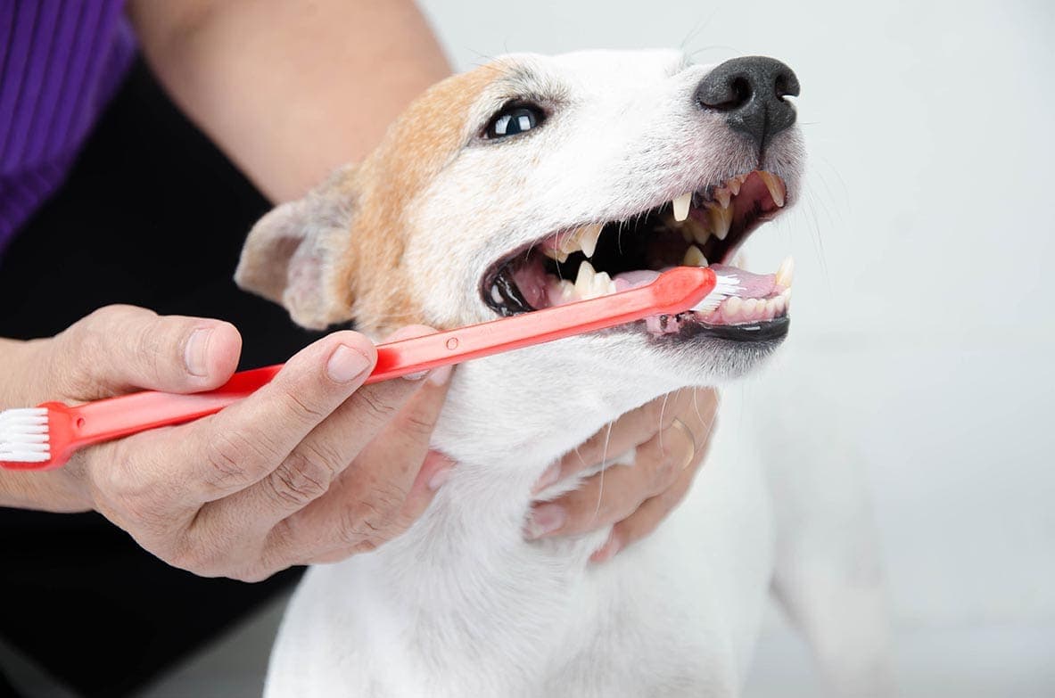 World's most effective toothbrush for dogs hotsell