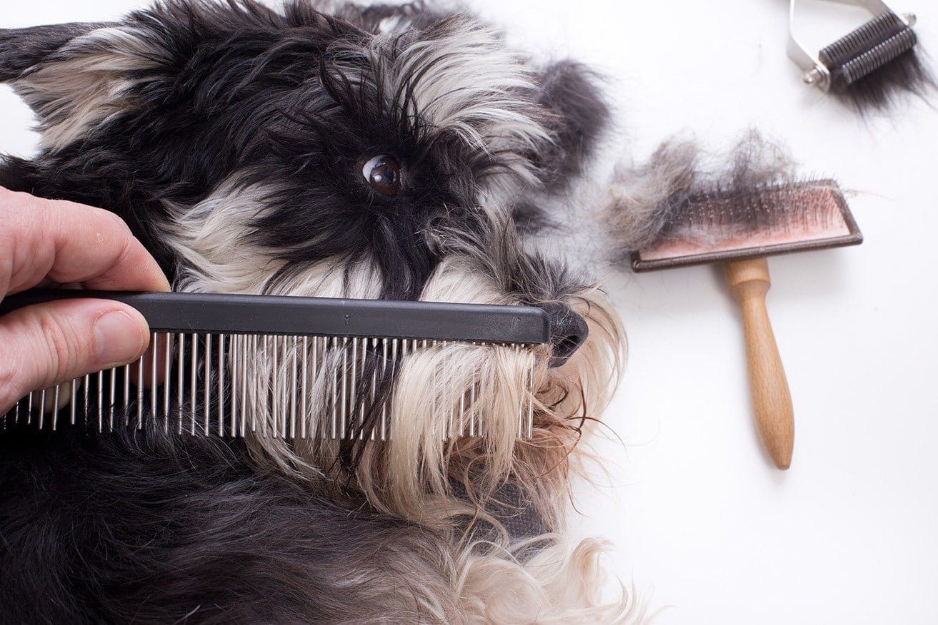 9 Natural Home Remedies for Dog Shedding to Try Today! | Hepper